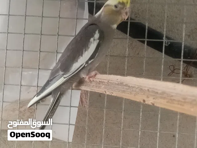 كوكتيل باستيل فيس بايد