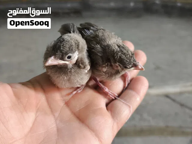 متاح زوج بلابل افراخ العمر 10ابام مكاني البصرة 5ميل السعر 60