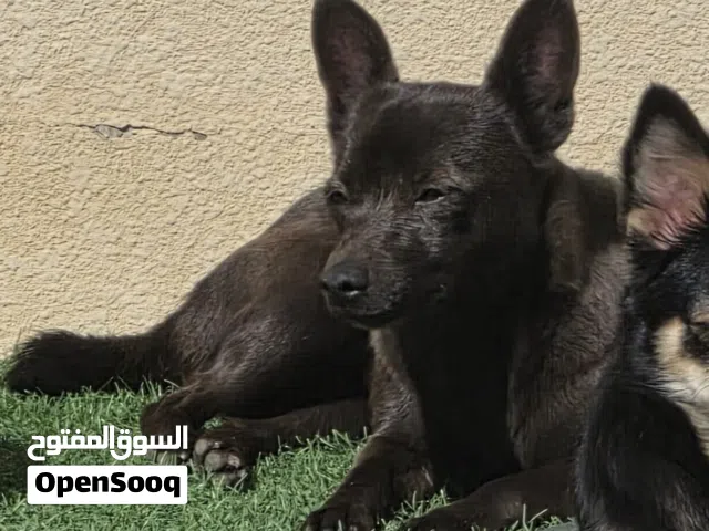 للتبني كلبين ونوعين لدي من 1000 إلى 3000