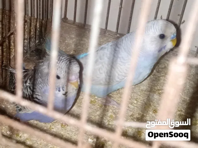 عصافير حب للبيع