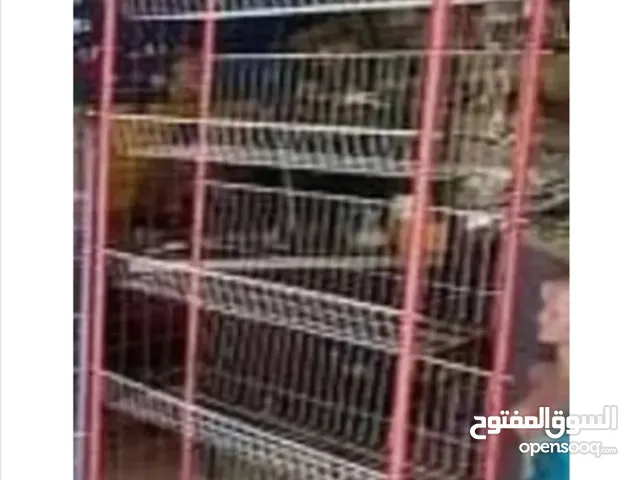 ستاند شيبسى مجلفن مستعمل 6 ادوار بحالة ممتازة