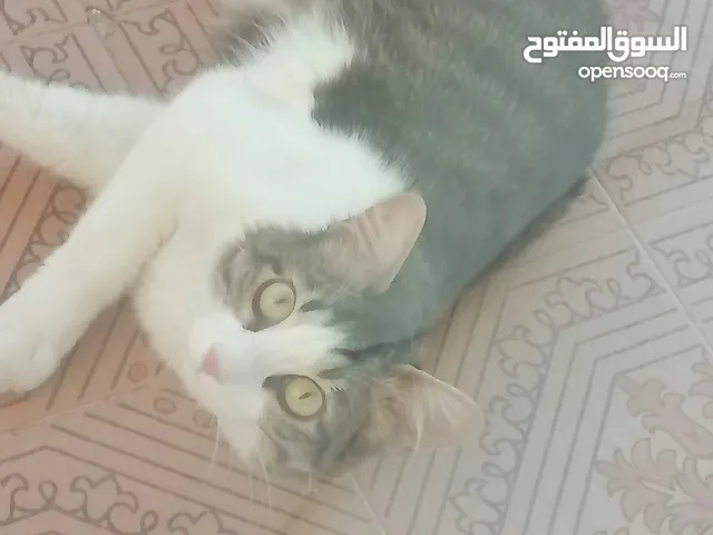 قطط للتبني بدون مقابل في عمان....