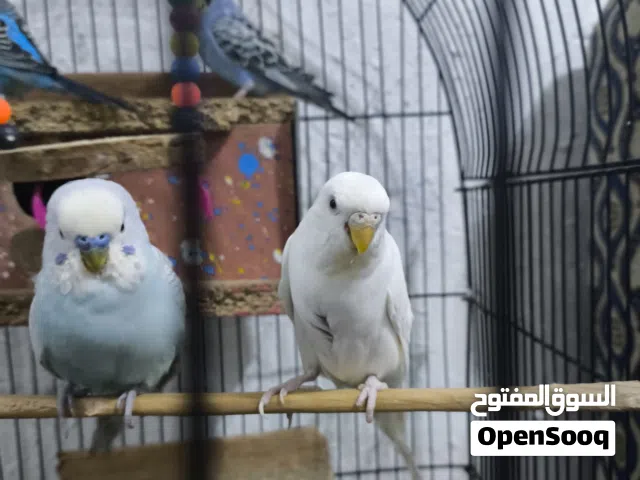 طيور حب  نثيه و 3 فحله