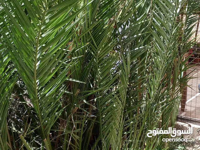 نخلة مقزمة مثمرة للبيع