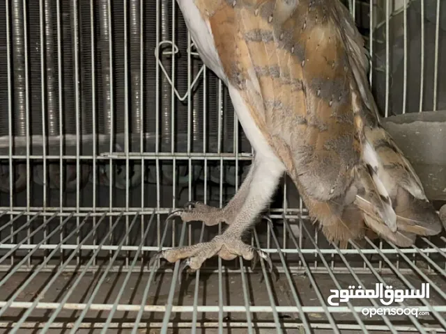 بومه صيد اليوم