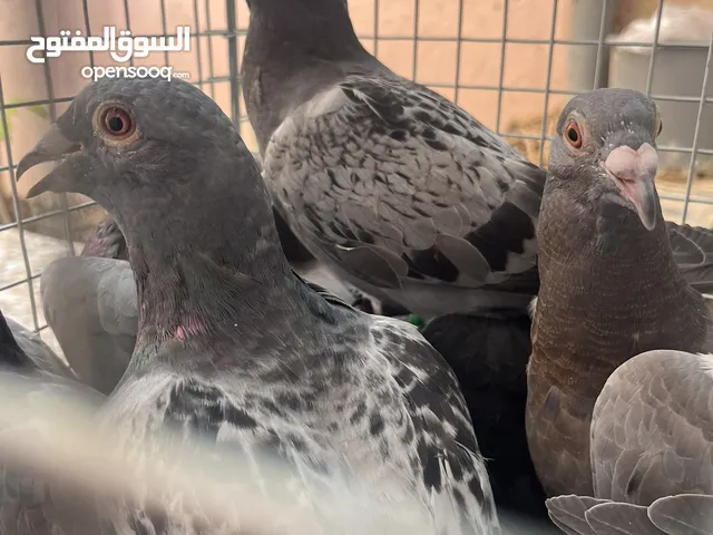 طيور حمام زاجل اصل