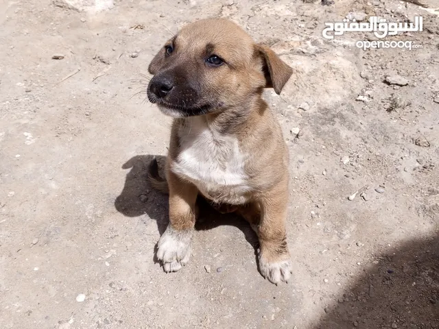 كلب مانيلوا للحراسة و كحيوان اليف