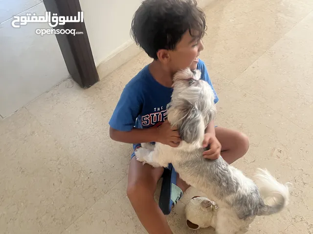 Shih Tzu Puppy