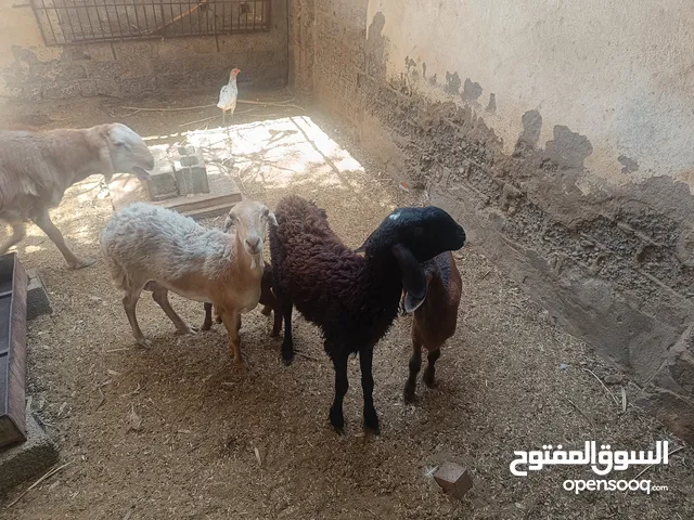 اغنام للبيع فصيلة جعد