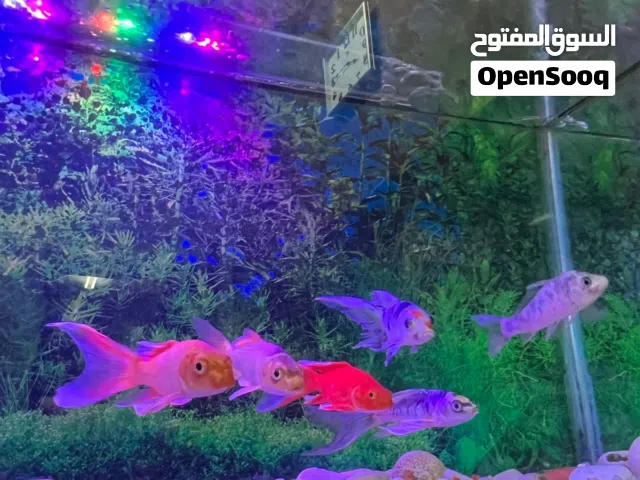 Aquarium including fishes