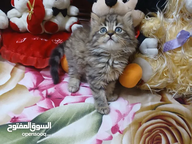 شيرازي مون فيس الوان مميزه