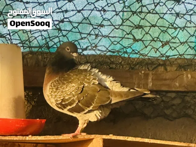 حمام زاجل للبيع