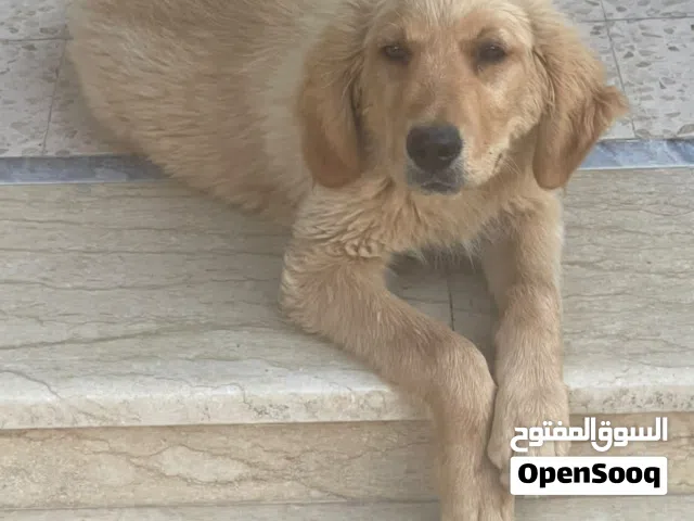 كلب جولدن الفصيله ذكر