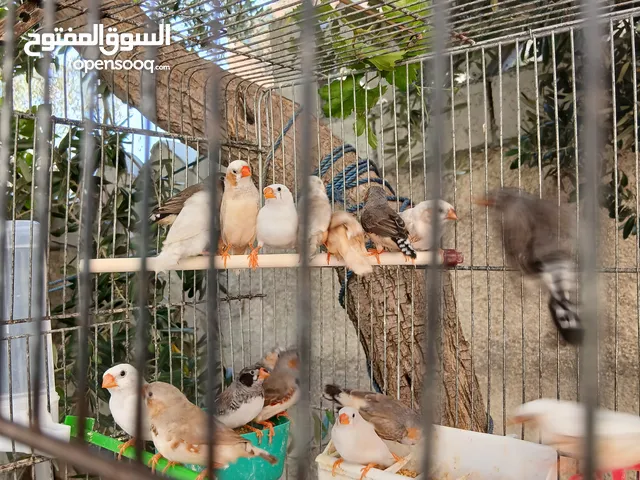 طيور زيبرا طفراات بداية خيرهم تقريبا 12 جوووووز
