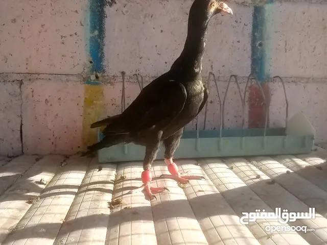 فرج بغدادي