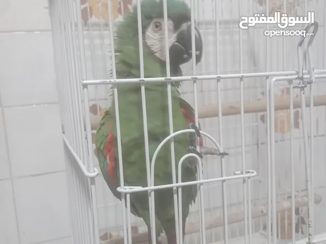 ببغاء مكاوي اخضر جميل