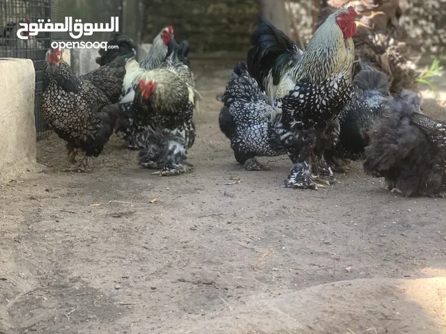 السلام عليكم ورحمة الله وبركاته متاح دجاج براهما  بسم الله مشاءالله يتوفر 7دجاجات 4ديوك