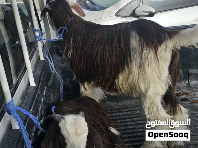 اضاحي للبيع