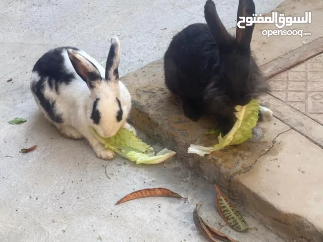 ارانب هولندي أليف مع البشر