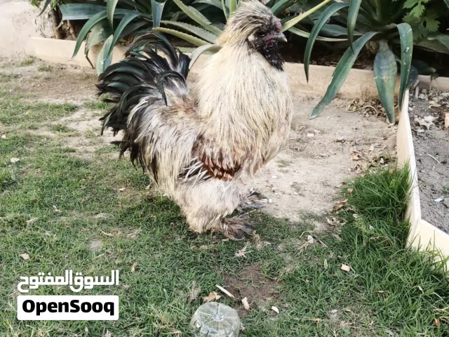 ديك سلكي نشيط