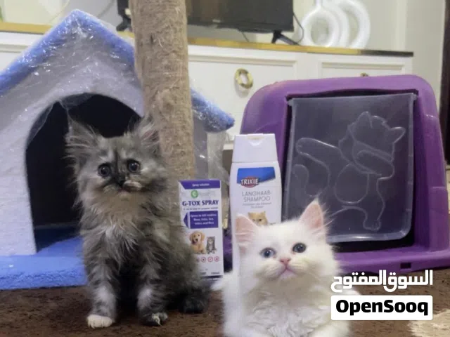 قطط شيرازي