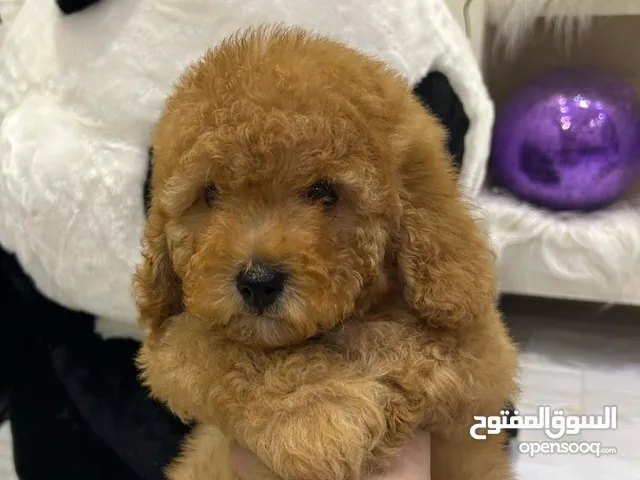 للبيع بيور بودل تي كب العمر 3 شهور