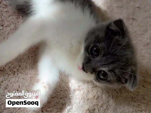 Scottish fold kitten - للبيع قطة سكوتش فولد