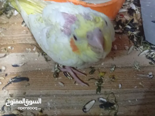 افراخ كوكتيل عدد 4 جاهزاة للزق