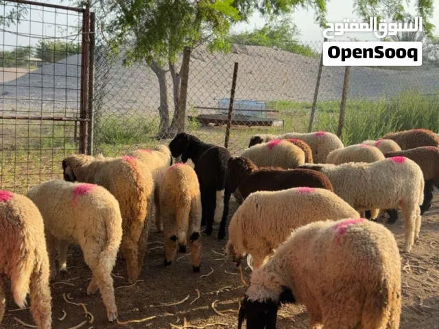 اضاحي للعيد خرفان