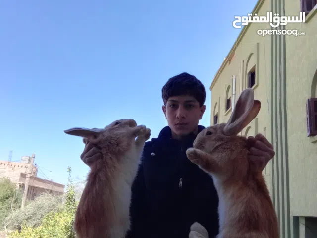 ارانب المانيات درجة أولى (أقرا الوصف)