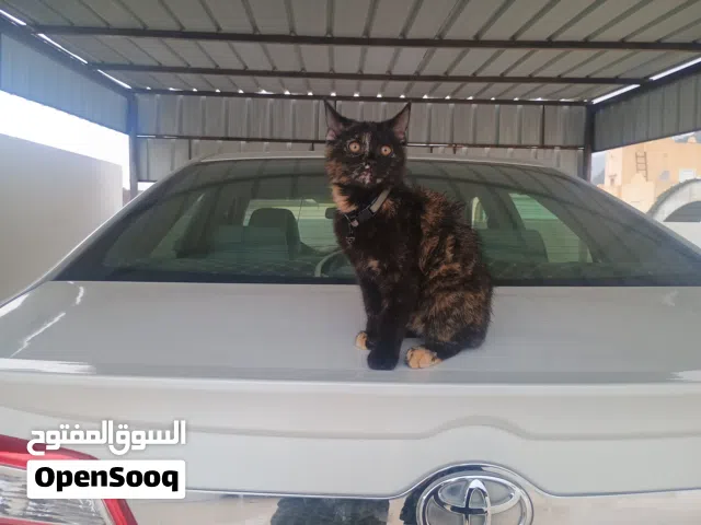 قط للبيع شيرازي