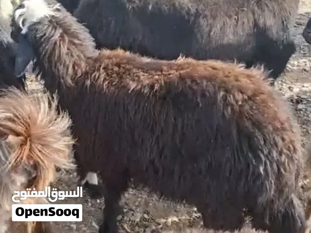 ماعز للبيع 6 شهور