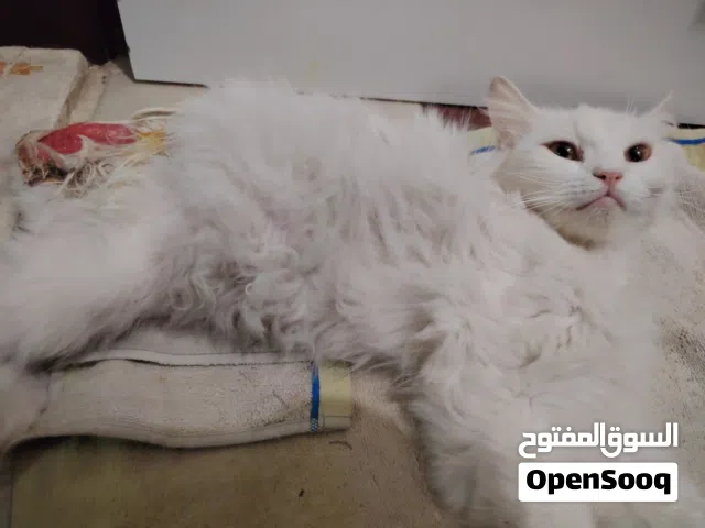 وجدت قطه نوعها شيرازي مصابة بحاجة لطبيب بيطري المهتم يتواصل معي