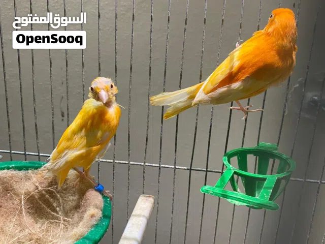 عصافير كناري للبيع