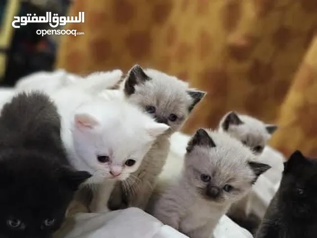 Adorable British Shorthair Kittens Looking for Their Forever Homes – Ready to Join Your Family