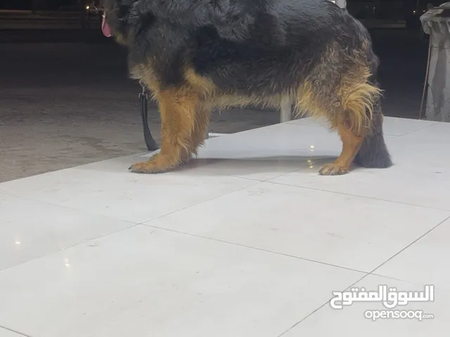 انثى جيرمن