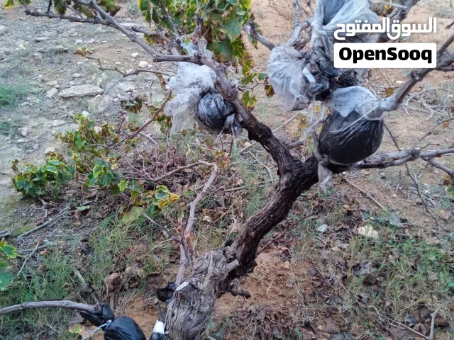 عنب بناتي بدون حب