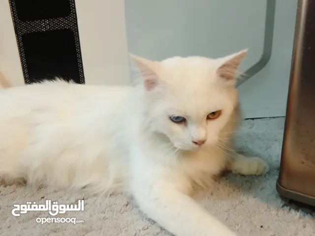 تركيش انكورة اليفة