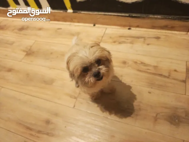 A very lovely, quiet and friendly dog