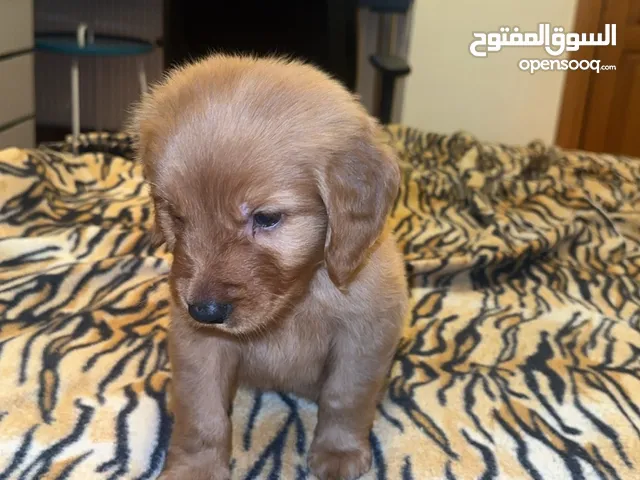 pure golden retriever long hair