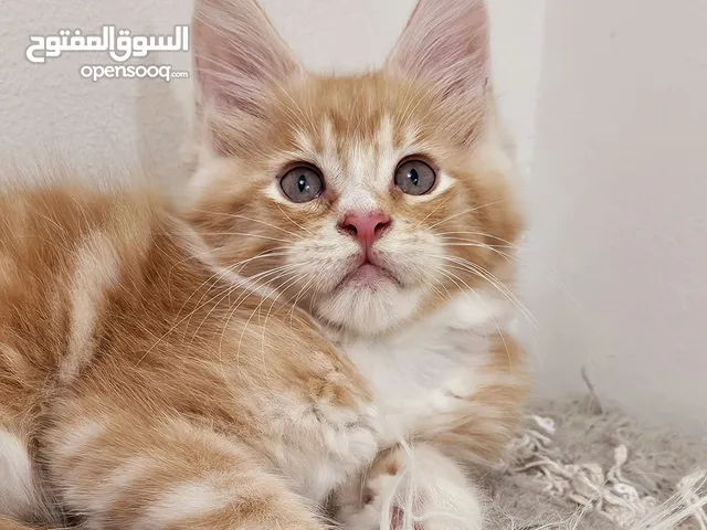 mainecoon male kitten