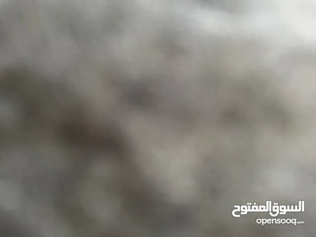 شقه مفروشه للايجار خلف جبري المركزي دخلت الشالاتي
