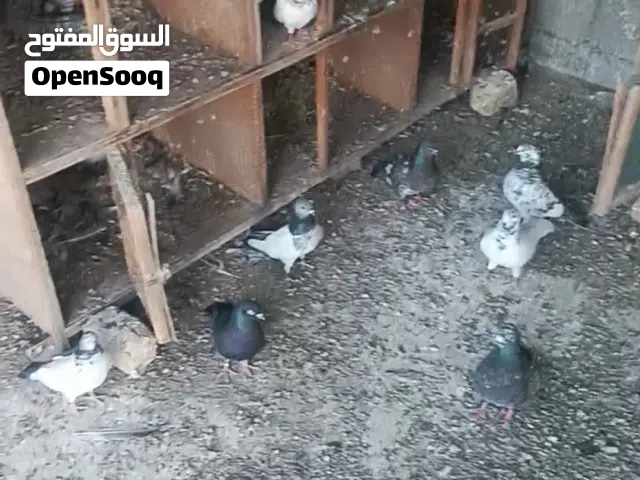 وجبه تور لبيع شلع زوج به 6