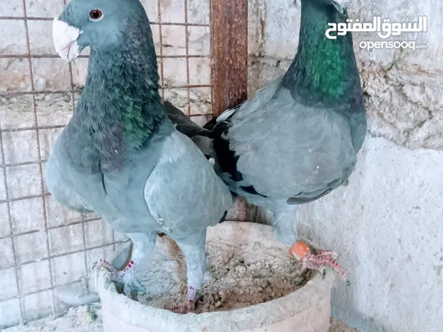 جواز نخب بالصلاة على النبي