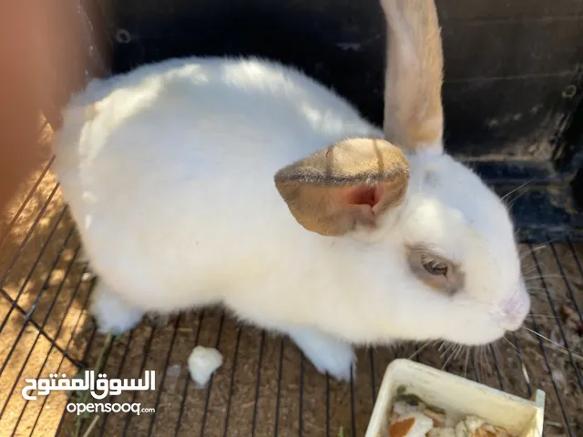 ذكر و2 اناثي معهم إنتاجهم مجموع 17 طرف