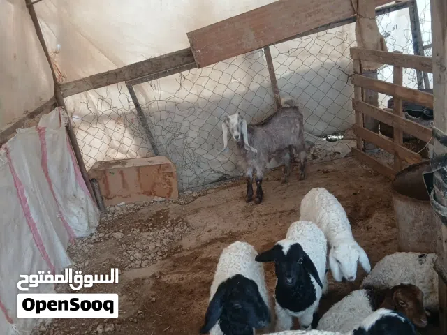 موجود سخله للبيع قابل للتفاوض  .....................................................................