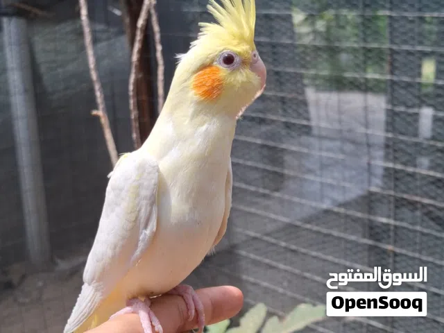 كوكتيل شركري عيون حمر جامبو اليف طينة