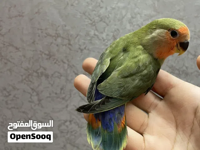 طير لافبيرد أليف جناح كامل