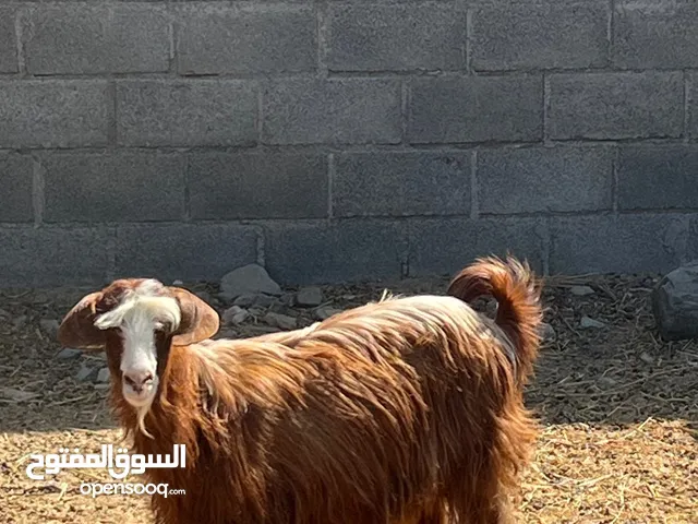 للبيع شاه عشار