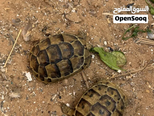 سلاحف ذكر وانثى